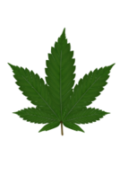 Cannabis Leaf Thumbnail