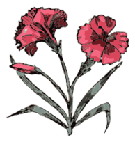 Carnation Thumbnail