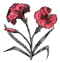 Carnation