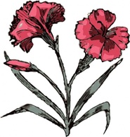 Carnation Flower clip art