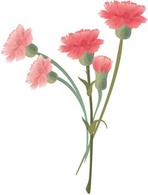 Carnation Flower Gvozdika 6