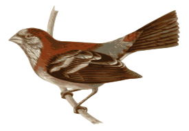 Carpodacus_trifasciatus