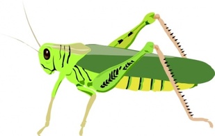 Cartoon Bugs Cavalletta Insect Grasshopper Insects Locust Thumbnail