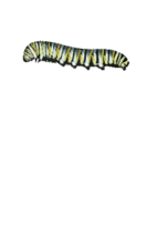 Caterpillar (D. plexippus) Thumbnail