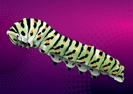 Caterpillar Vector Thumbnail