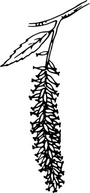 Catkin clip art