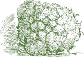 Cauliflower Plant clip art Thumbnail