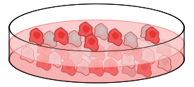 Cell culture