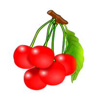 Cherries