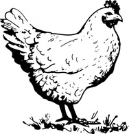 Chicken clip art