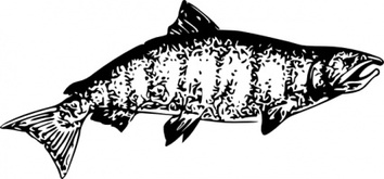 Chinook Salmon clip art Thumbnail