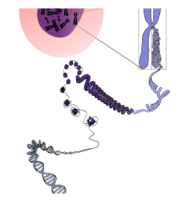 Chromosomes deconstructed