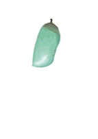 Chrysalis (D. plexippus)