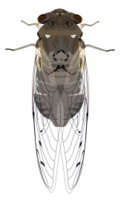 Cicada Thumbnail