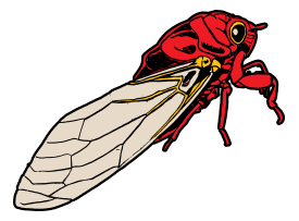 Cicada