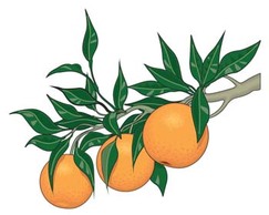 Citrus fruit 3