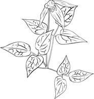 Clematis Occidentalis Outline clip art Thumbnail