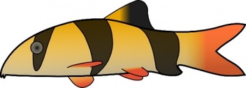 Clown Loach clip art