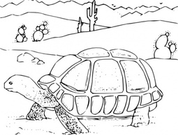 Coloring Book Desert Tortoise clip art Thumbnail