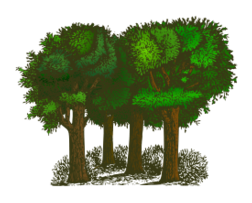 Colorized Group of Trees