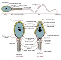 Complete Diagram Of A Human Spermatozoa clip art