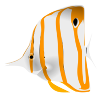 Copperband Butterflyfish Thumbnail