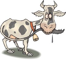 Cow 13