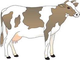 Cow 14