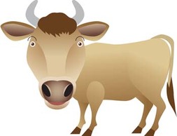 Cow 16