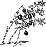 Cranberry clip art