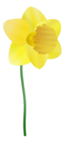 Daffodil Thumbnail