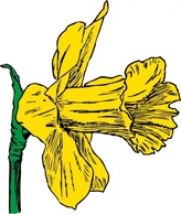 Daffodil clip art Thumbnail