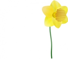 Daffodil clip art Thumbnail