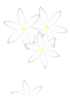 Daisies