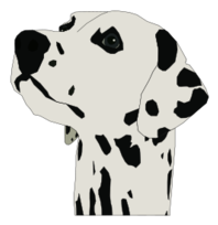 Dalmatin Head Thumbnail