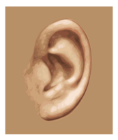 Das menschliche Ohr - GemÃ¤ldestil Thumbnail