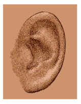 Das menschliche Ohr - Grafikstil Thumbnail