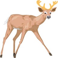 Deer 2