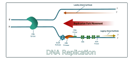 DNA Replication Thumbnail