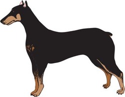 Doberman Vector 3