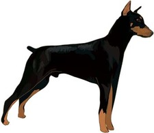 Doberman Vector 7