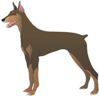 Doberman Vector 8 Thumbnail