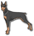 Doberman Vector Image Thumbnail