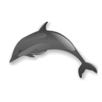 Dolphin