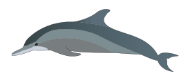 Dolphin Thumbnail