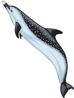 Dolphin Vector 2