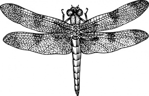 Dragonfly clip art Thumbnail