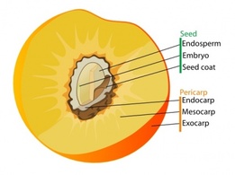 Drupe Fruit Diagram En clip art