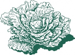 Dutch Cabbage clip art Thumbnail