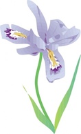 Dwarf Lake Iris clip art Thumbnail